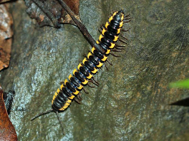 Asiomorpha coarctata wird einige Zentimeter lang und kann im Udawattakele-Schutzgebiet angetroffen werden; Foto: 20.09.2015, Kandy