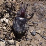 Blatthornkäfer (Scarab Beetles, Scarabaeidae)