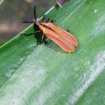 Blattkäfer (Leaf Beetles, Chrysomelidae)
