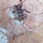 Bockkäfer (Longhorn Beetles, Cerambycidae)