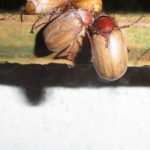 Käfer (Beetles, Coleoptera)