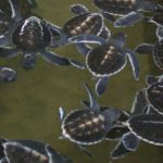 Meeresschildkrötenfarm (Kosgoda)