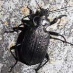 Laufkäfer (Ground Beetles, Carabidae)