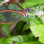 Schmetterlinge (Butterflies and Moths, Lepidoptera)