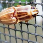 Schnellkäfer (Click Beetles, Elateridae)