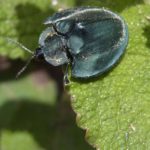 Unbestimmte Käfer (undetermined beetles)