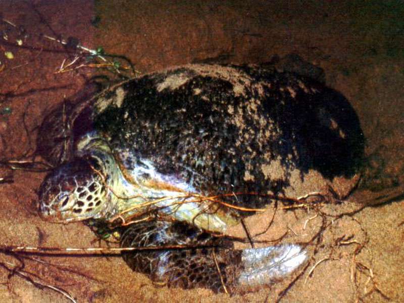 Suppenschildkröte (Chelonia mydas) bei der nächtlichen Eiablage; Foto: Juni 1998, Kosgoda, © Uwe Post