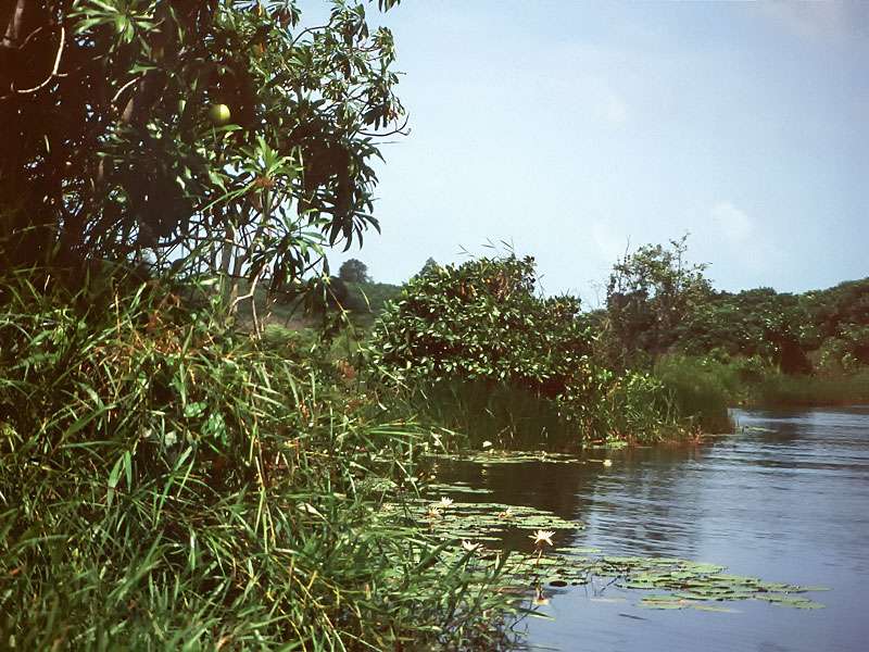 Dichter Pflanzenbewuchs säumt vielerorts das Ufer des Maduganga; Foto: Juni 1998, Balapitiya