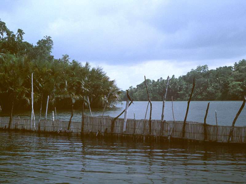 Am Maduganga gab es Bereiche mit Reusenfallen zum Fischfang; Foto: Juni 1998, Balapitiya
