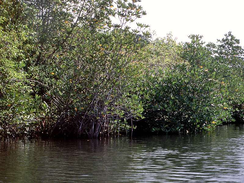 Mangroven am Ufer des Maduganga; Foto: Juni 1998, Nähe Balapitiya
