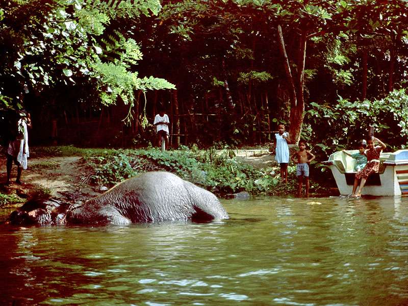 Der Maduganga ist ein beliebter Treffpunkt bei Einheimischen und ein Badeplatz für Arbeitselefanten; Foto: Juni 1998, Nähe Balapitiya