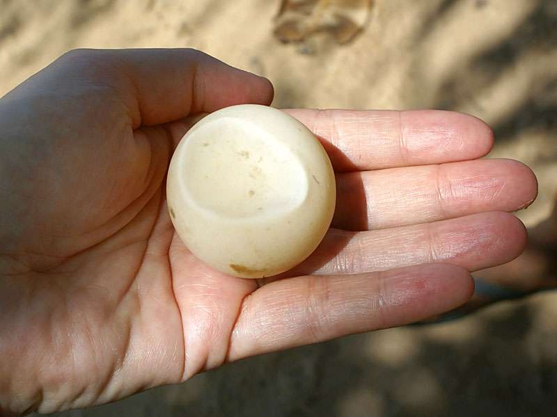 Das Ei einer Meeresschildkröte; Foto: 06.11.2006, Kosgoda