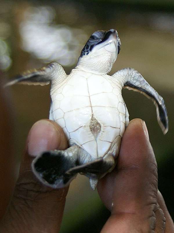 Einen Tag alte Suppenschildkröte (Chelonia mydas) mit noch offenem 'Bauchnabel'; Foto: 06.11.2006, Kosgoda
