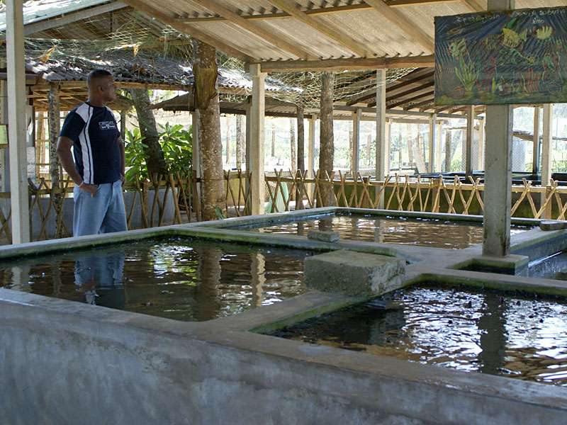 In diesen Becken werden die frisch geschlüpften Meeresschildkröten einige Tage untergebracht; Foto: 06.11.2006, Kosgoda