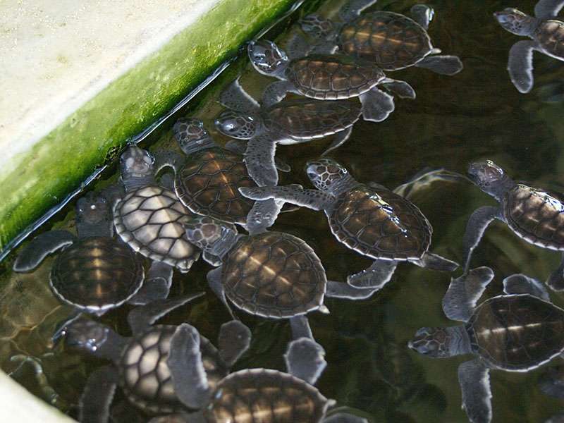 Junge Meeresschildkröten in Kosgoda, das Foto zeigt Grüne Meeresschildkröten (Chelonia mydas) und Echte Karettschildkröten (Eretmochelys imbricata); Foto: 06.11.2006, Kosgoda