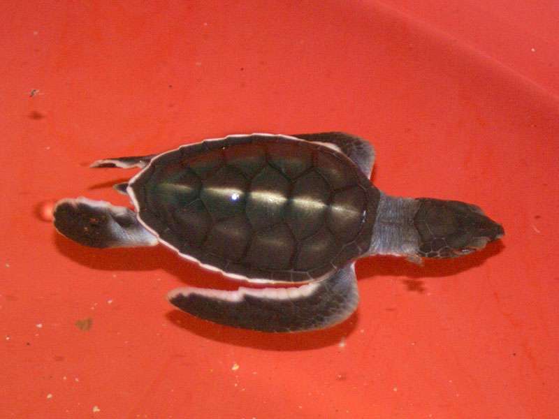 Enorm geschwächte junge Meeresschildkröte; Foto: 06.11.2006, Kosgoda