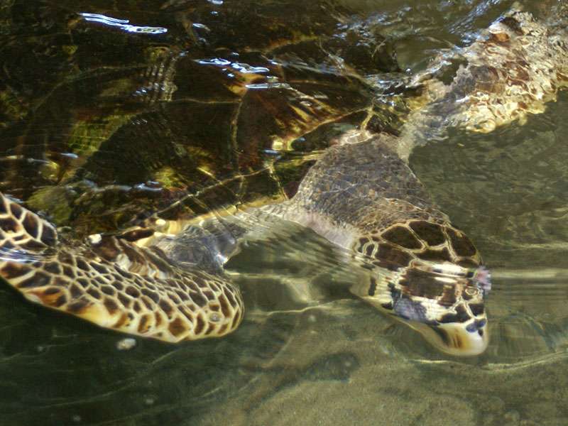Diese blinde Echte Karettschildkröte (Eretmochelys imbricata) kann nicht ausgewildert werden; Foto: 06.11.2006, Kosgoda