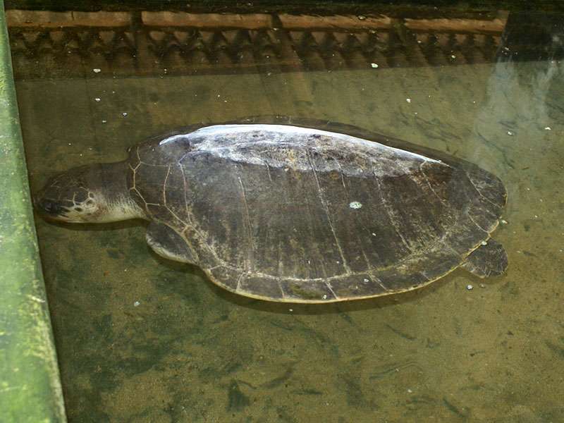 Infolge des Tsunamis von 2004 hat diese Oliv-Bastardschildkröte (Lepidochelys olivacea) beide Vorderflossen verloren; Foto: 06.11.2006, Kosgoda