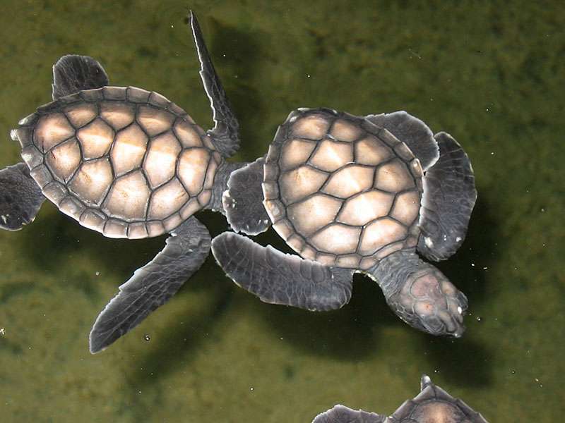 Einen Tag alte Unechte Karettschildkröten (Caretta caretta) im Wasserbecken; Foto: 06.11.2006, Kosgoda