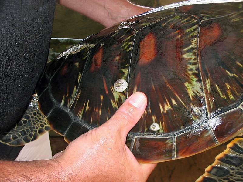 Seepocken auf dem Panzer der Unechten Karettschildkröte (Caretta caretta); Foto: 06.11.2006, Kosgoda