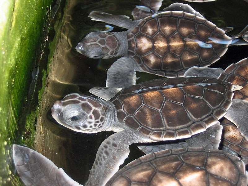Junge Suppenschildkröten (Chelonia mydas) im Wasserbecken; Foto: 06.11.2006, Kosgoda