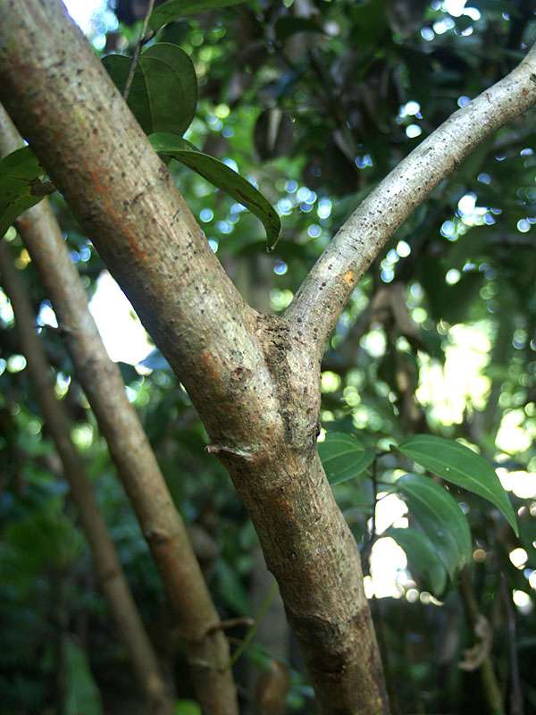 Ceylon-Zimtbaum (Cinnamomum verum); Foto: November 2006, Gewürzgarten Nähe Aluthgama