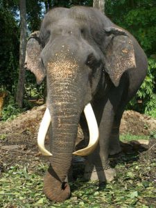 Der Elefantenbulle Rajah wurde von Wilderern mehrfach angeschossen, weshalb er nun blind ist; Foto: November 2006, Kegalla