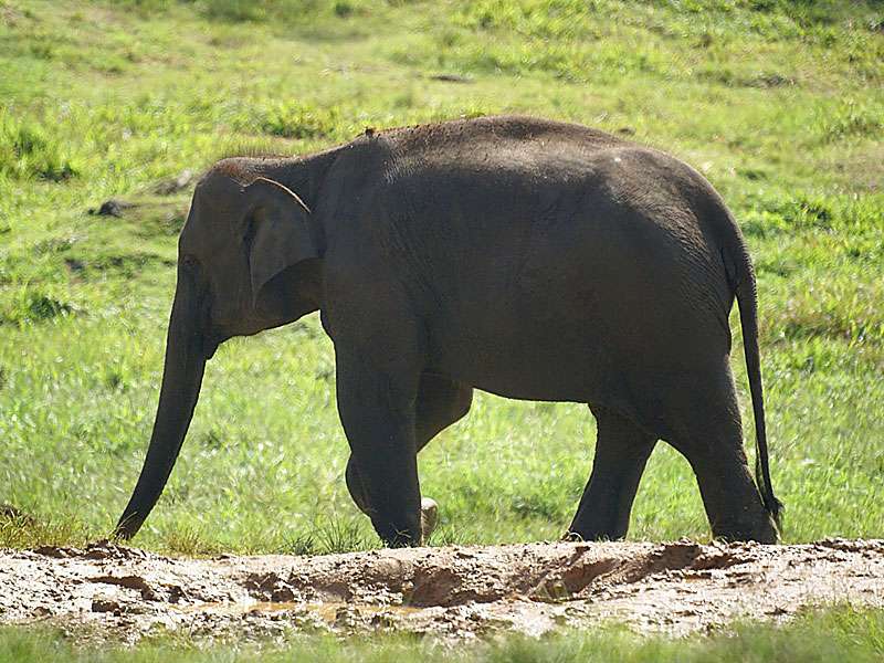 Tagsüber können sich die meisten Elefanten auf dem Gelände des Pinnawala-Weisenhauses frei bewegen; Foto: 09.11.2006, Kegalla
