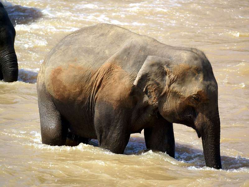 Junge Elefantenkuh beim Bad im Maha Oya; Foto: 09.11.2006, Kegalla