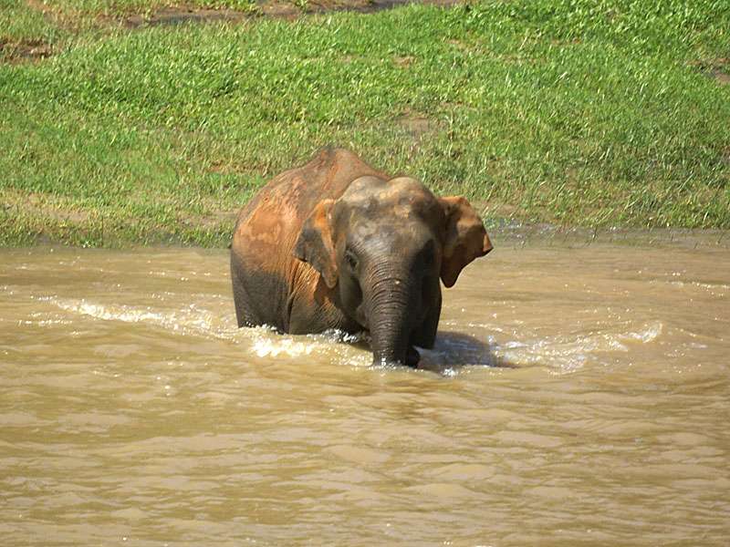 So mancher Elefant pflügt ausgelassen durchs Wasser; Foto: 09.11.2006, Kegalla