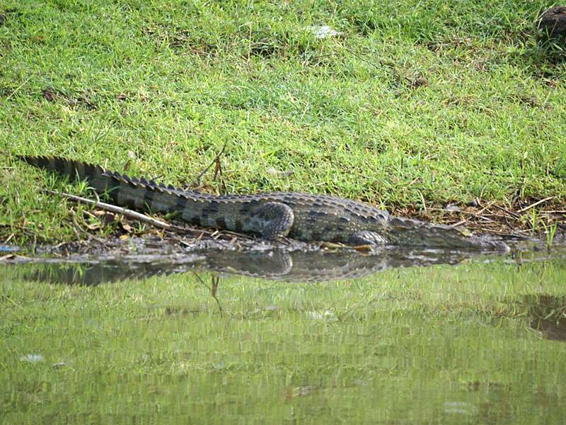 Sumpfkrokodil (Crocodylus palustris) im Wassergarten; Foto: 10.11.2006, Sigiriya