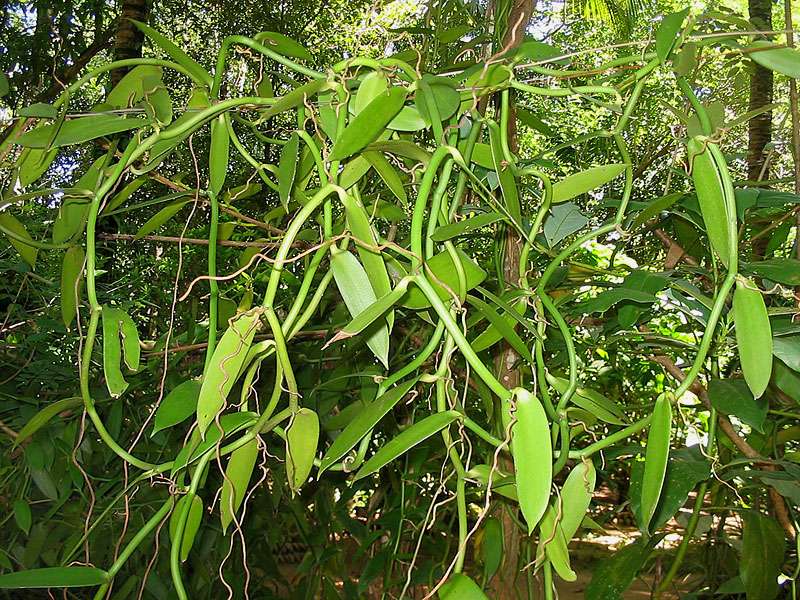 Gewürzvanille (Vanilla planifolia); Foto: November 2006, Gewürzgarten Lucky Land, Matale
