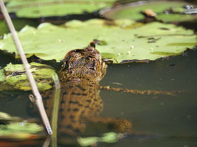 Sumpfkrokodil (Crocodylus palustris) im Bentota Ganga; Foto: November 2006, Nähe Aluthgama