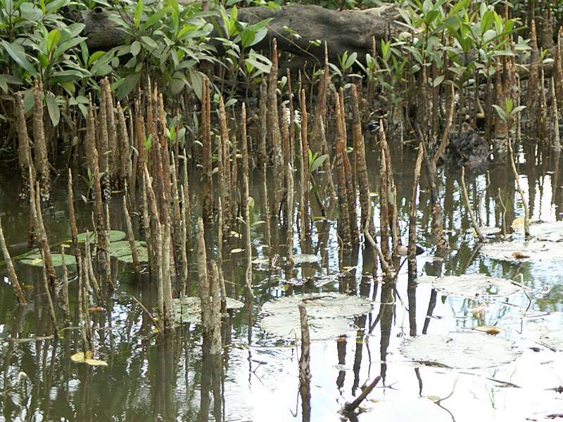 Mangrovenwurzeln am Bentota Ganga; Foto: November 2006, Nähe Galatara