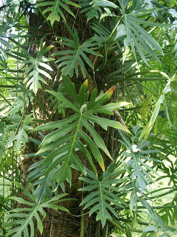 Philodendron radiatum im Brief Garden; Foto: November 2006, Kalawila