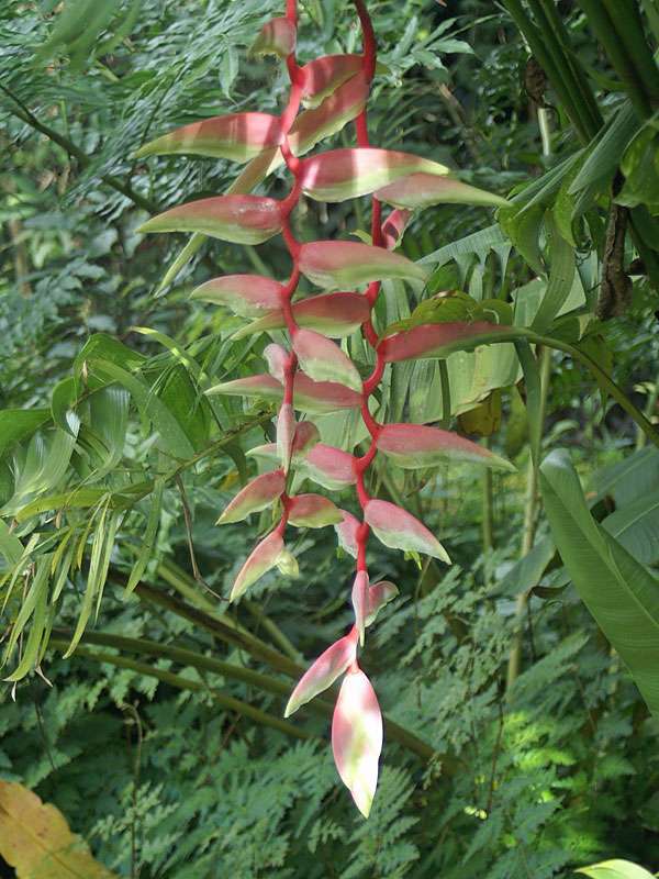 Heliconia chartacea im Brief Garden; Foto: November 2006, Kalawila