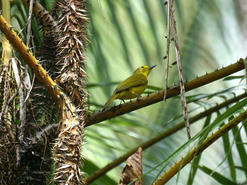 Der Goldbrauenbülbül (Acritillas indica) ist in Sri Lanka endemisch und kann im Sinharaja Forest beobachtet werden; Foto: 17.11.2006, Sinharaja-Regenwald