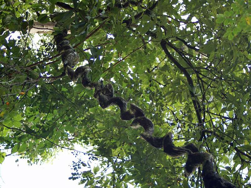 Eine Liane windet sich durch die Luft von Baum zu Baum; Foto: 17.11.2006, Sinharaja-Regenwald