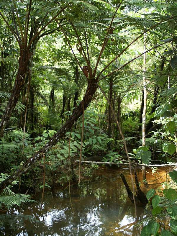Baumfarn mit Luftwurzeln und Wasserlauf im Regenwald; Foto: 17.11.2006, Sinharaja-Regenwald