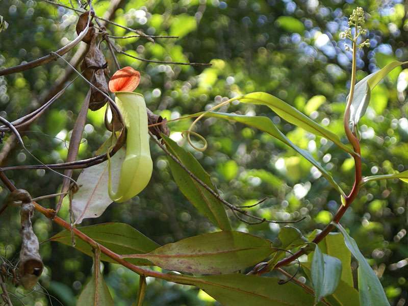 Nepenthes distillatoria ist eine Kannenpflanzenart, die nur in Sri Lanka heimisch ist und im Sinharaja Forest an vielen Stellen wächst; Foto: 17.11.2006, Sinharaja-Regenwald