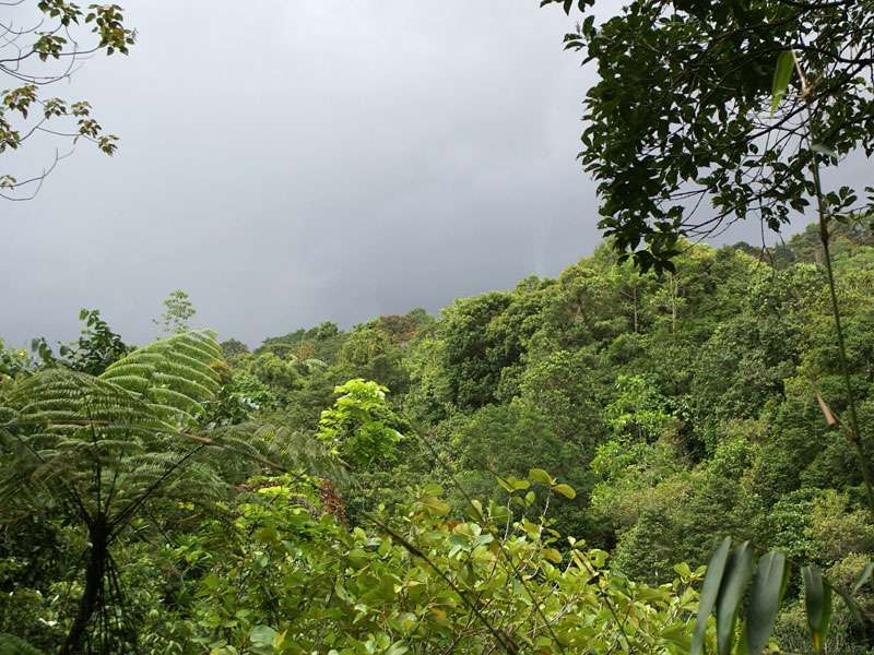 Regen kündigt sich im Sinharaja Forest an - in dem Gebiet sind kräftige Schauer die Regel; Foto: 17.11.2006, Sinharaja-Regenwald