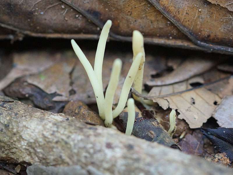 Wo es Totholz gibt, gibt es meist auch Pilze; Foto: 12.09.2015, Sinharaja-Regenwald