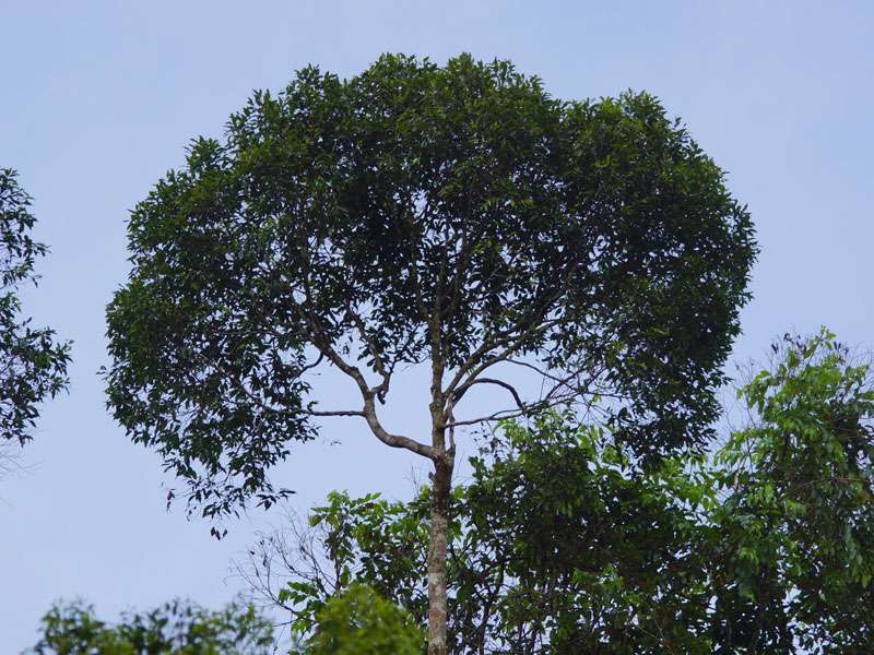 Die mächtigen Shorea-Arten des Sinharaja Forest überragen die anderen Bäume an vielen Stellen um etliche Meter; Foto: 12.09.2015, Sinharaja-Regenwald