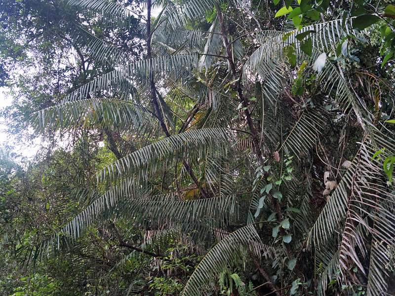 Zu den Palmenarten, die im Sinharaja Forest wachsen, gehört auch Calamus ovoideus; Foto: 12.09.2015, Sinharaja-Regenwald