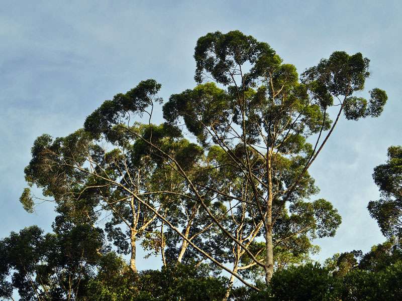 Die hohen Shorea-Bäume gehören zu den beeindruckendsten Pflanzen im Sinharaja Forest; Foto: 12.09.2015, Sinharaja-Regenwald