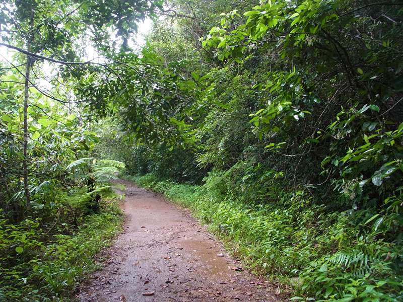 Dichte Vegetation säumt an vielen Stellen die Pfade im Sinharaja Forest; Foto: 13.09.2015, Sinharaja-Regenwald