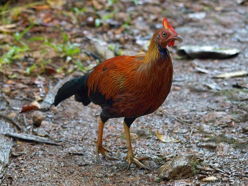 Das Ceylonhuhn (Gallus lafayetii) ist Sri Lankas Nationalvogel und lässt sich im Sinharaja Forest oft gut beobachten; Foto: 13.09.2015, Sinharaja-Regenwald