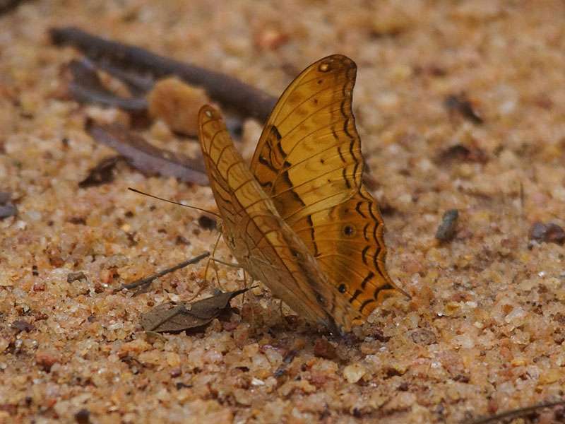 Auf feuchten, sandigen Flächen kann man mitunter Schmetterlinge wie Vindula erota trinken sehen; Foto: 13.09.2015, Sinharaja-Regenwald