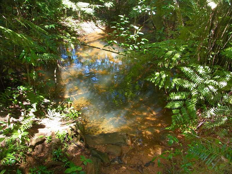 Ein kleines Gewässer im Sinharaja Forest; Foto: 13.09.2015, Sinharaja-Regenwald