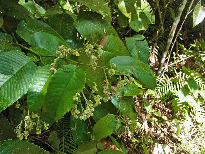 Schumacheria castaneifolia findet sich im Sinharaja Forest an mehreren Stellen, die Art ist in Sri Lanka endemisch; Foto: 13.09.2015, Sinharaja-Regenwald